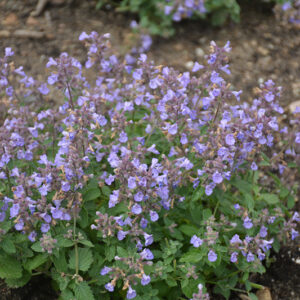 Kitten Around Catmint in bloom