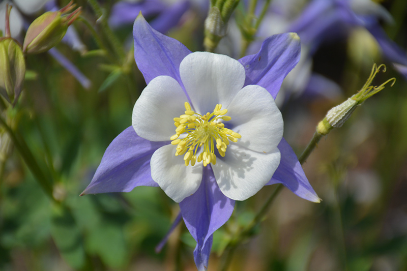 Songbird Blue Jay Columbine flowers