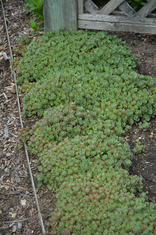 Lime Zinger Stonecrop