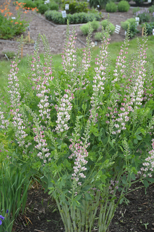 Decadence® Pink Truffles False Indigo in bloom