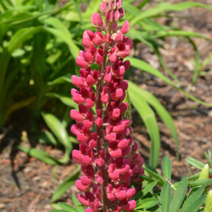 Mini Gallery&trade; Red Lupine flowers