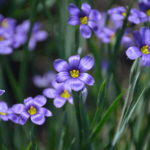 Lucerne Blue-Eyed Grass flowers