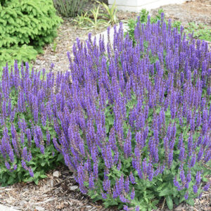 Royal Rembrandt Speedwell in bloom