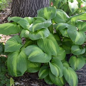 Cathedral Windows Hosta