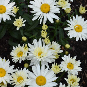 Cream Puff Shasta Daisy flowers