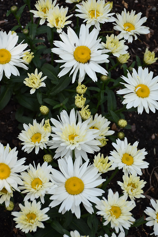 Cream Puff Shasta Daisy flowers