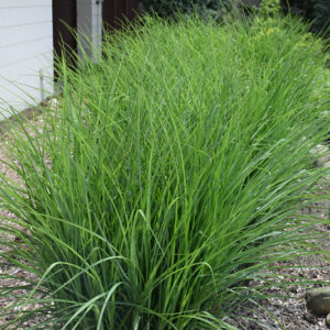 Oktoberfest Maiden Grass
