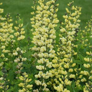 Decadence&reg; Lemon Meringue False Indigo flowers
