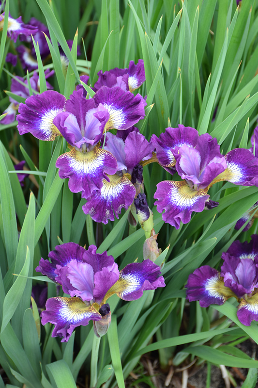 Contrast In Styles Siberian Iris flowers