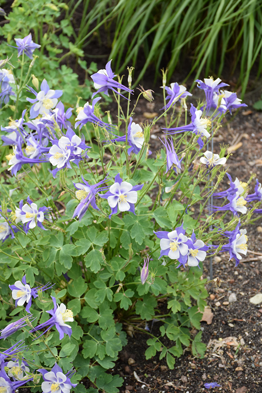 Songbird Blue Jay Columbine in bloom