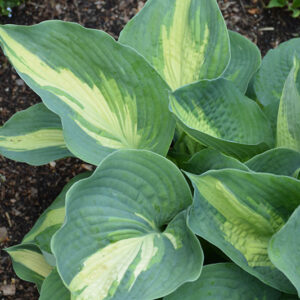 Shadowland® Hudson Bay Hosta foliage