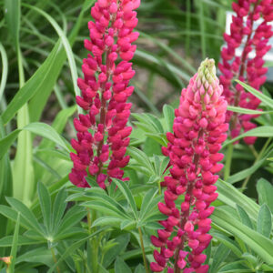 Popsicle Red Lupine flowers