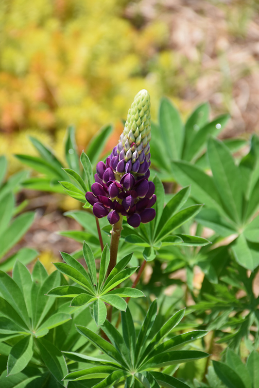 Popsicle Blue Lupine flower buds