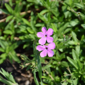 Pink Minuet&reg; Garden Phlox flowers