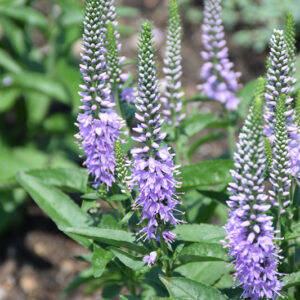 Lavender Lightsaber Speedwell flowers