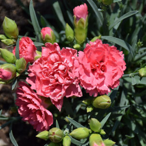 Fruit Punch&reg; Classic Coral Pinks flowers