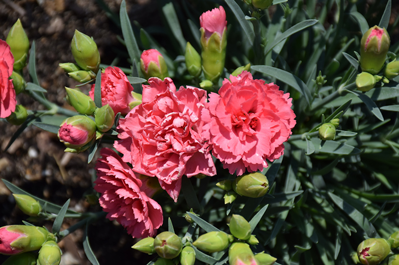 Fruit Punch® Classic Coral Pinks flowers