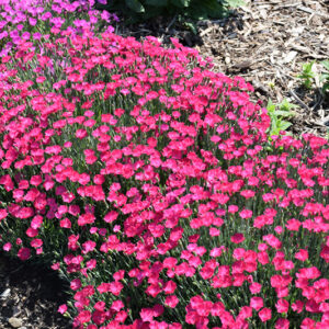 Paint The Town Magenta Pinks in bloom