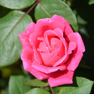 Pink Double Knock Out&reg; Rose flowers