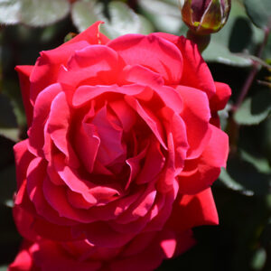 Knock Out&reg; Rose flowers