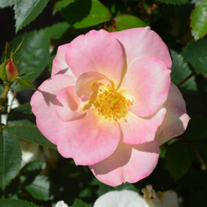 Peach Lemonade&reg; Rose flowers (faded)