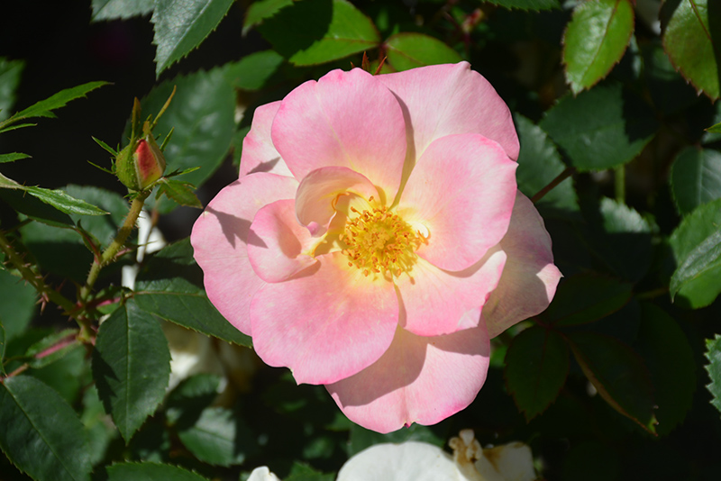 Peach Lemonade® Rose flowers (faded)
