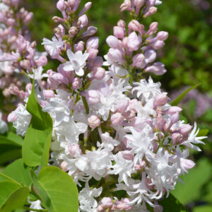 Beauty of Moscow Lilac flowers