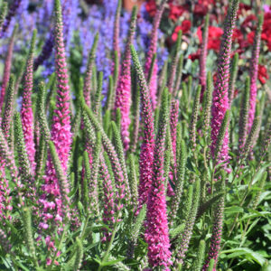 Red Fox Speedwell flowers