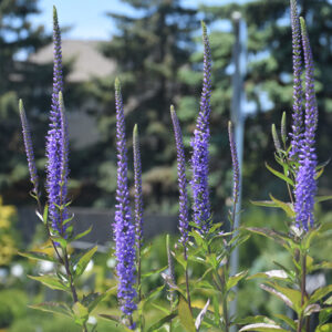 Blue Skywalker Speedwell flowers