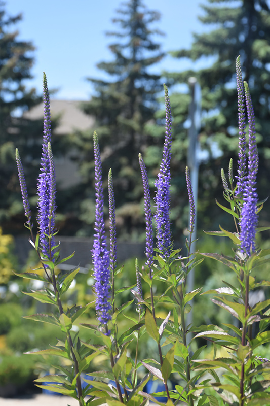 Blue Skywalker Speedwell flowers