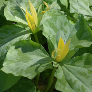 Yellow Trillium flowers