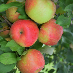 Honeycrisp Apple fruit