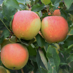 Gala Apple fruit