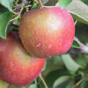 Red Delicious Apple fruit
