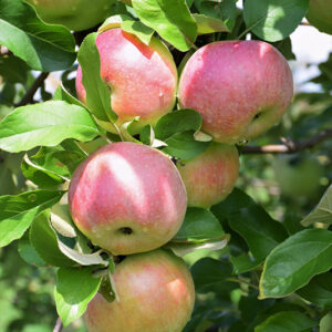 Northern Spy Apple fruit