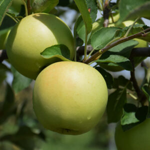 Golden Delicious Apple fruit