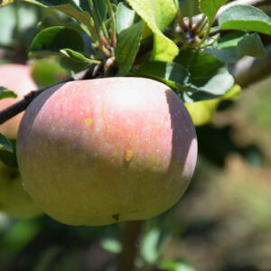 Fuji Apple fruit