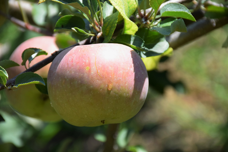 Fuji Apple fruit