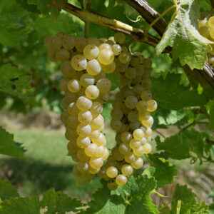 Vidal Blanc Grape fruit