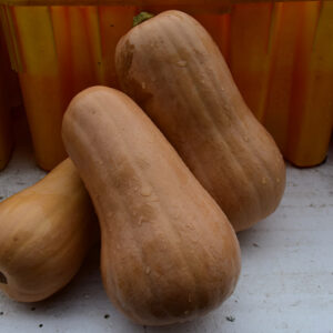 Butternut Squash fruit