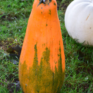 Long Pie Pumpkin fruit