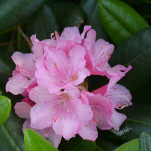 Helsinki University Rhododendron flowers