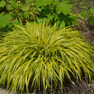 Golden Variegated Hakone Grass