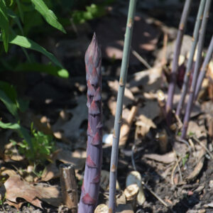 Purple Passion Asparagus fruit