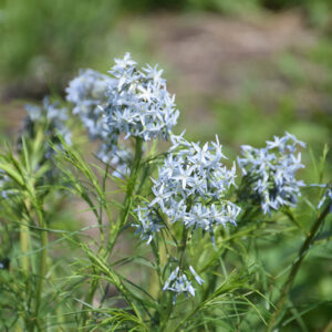 Narrow-Leaf Blue Star flowers