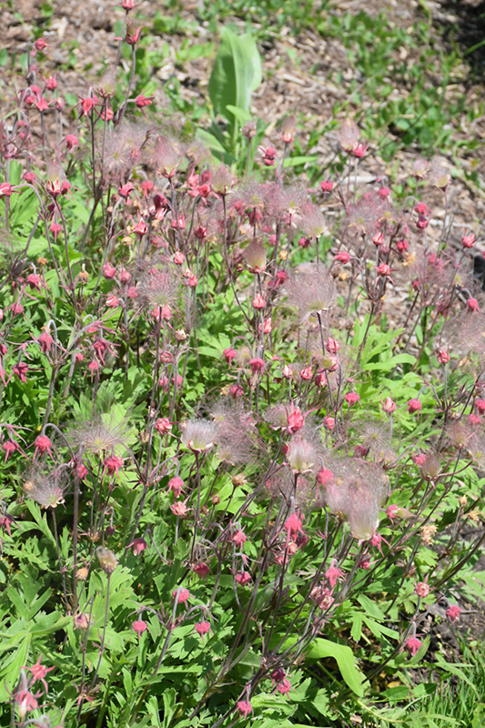 Prairie Smoke in bloom
