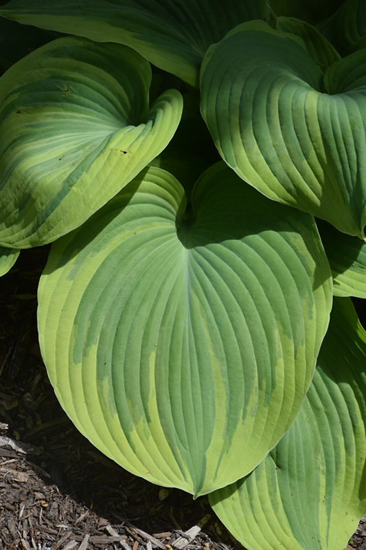 Earth Angel Hosta foliage