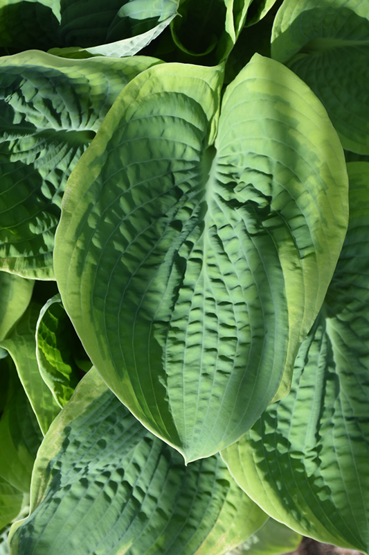 Frances Williams Hosta foliage