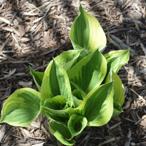 Whirling Dervish Hosta