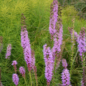 Floristan Violet Blazing Star flowers